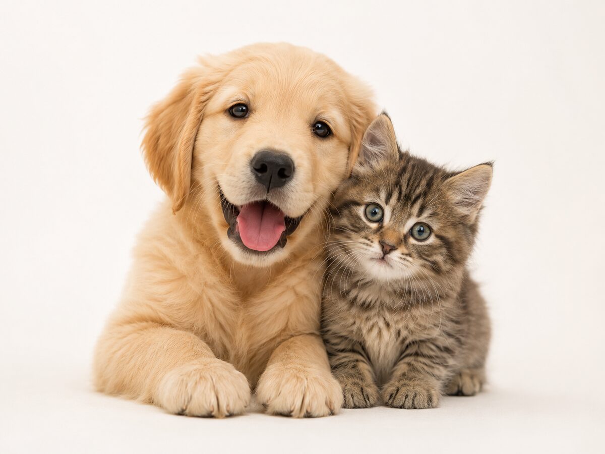 A dog and a cat together — the animals Cursor Boop helps support